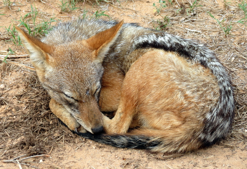 vertebrate, no people, animal themes, lying down, Mammal, high angle view, South Africa, resting, 2K, napping, safari, care, relaxation, wildlife, animal wildlife