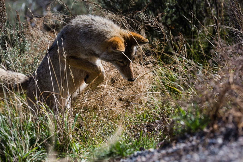 one animal, animal wildlife, wildlife, animals in the wild, mammal, day, herbivorous, jackal, selective focus, side view, sunlight, grass, no people, animal themes