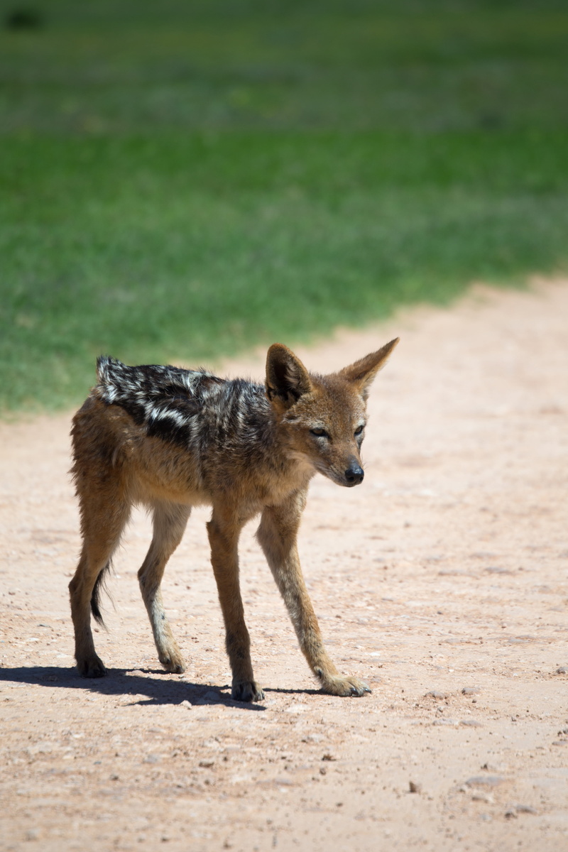 landscape, outdoors, animals in the wild, sunlight, scruffy fur, pets, domestic animals, jackal, no people, mammal, scavenger, animal wildlife, safari
