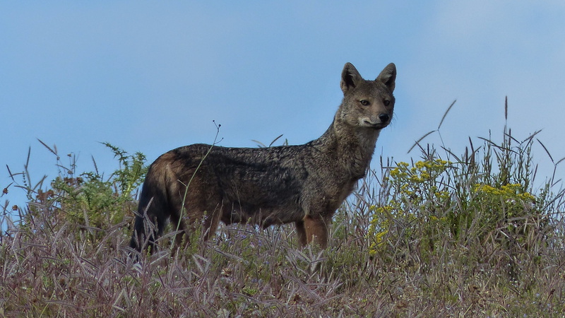 animal, clear sky, vertebrate, land, animals in the wild, animal themes, herbivorous, plant, simian, outdoors, standing, ethiopia, nature, mammal, no people