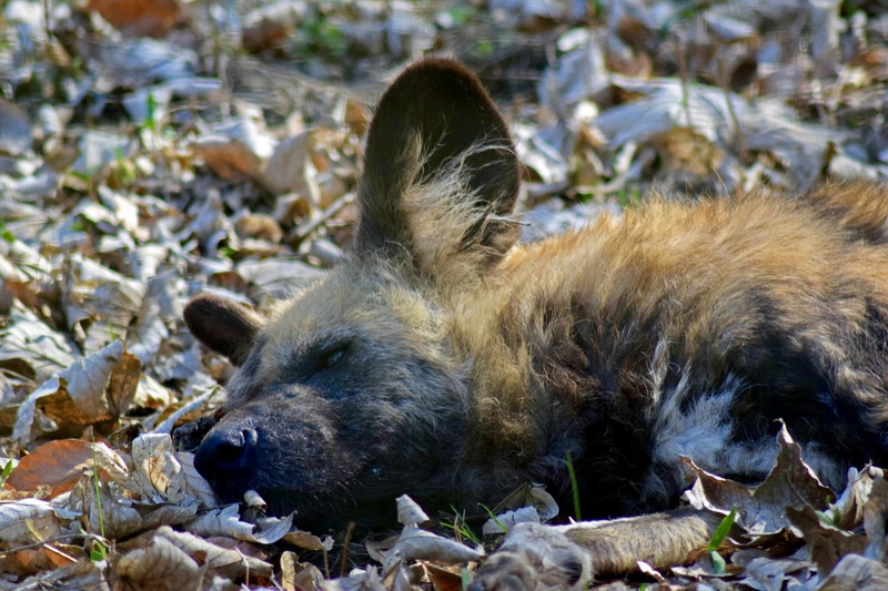 outdoors, lying down, animals hunting, animal, animal themes, solid, land, animal wildlife, day, nature, wild boar, vertebrate, young animal, one animal