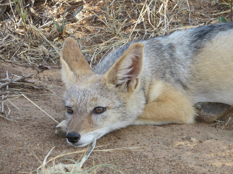 coyote, wildlife, no people, animal, soil, plant, one animal, day, animal head, canine, grey fox, mammal, nature, agropyron, outdoors, relaxation, wolf