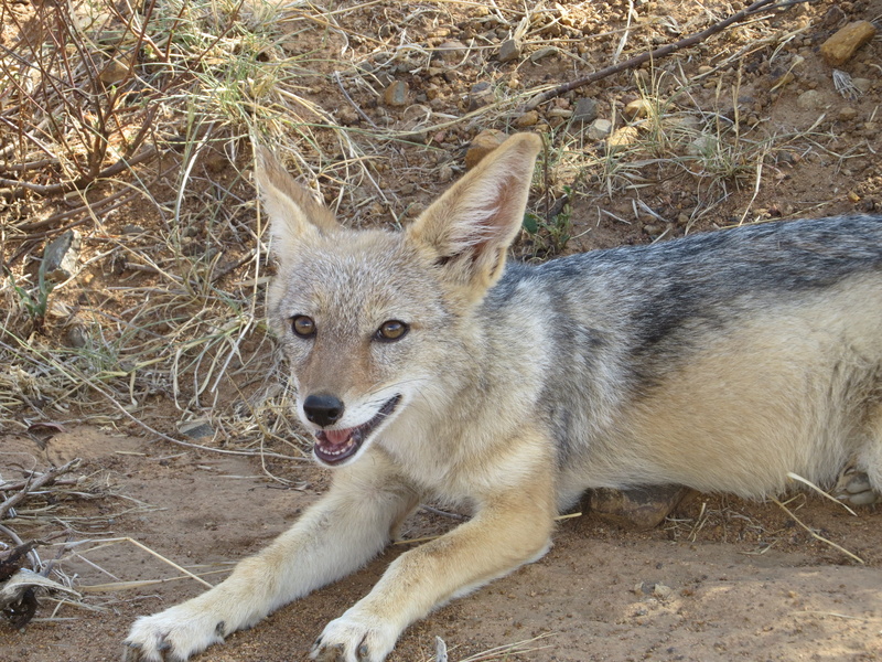 day, coyote, eel, one animal, south africa, red fox, wolf, aquatic, vertebrate, relaxation, water, grey fox, no people, wildlife, field, pet, outdoors