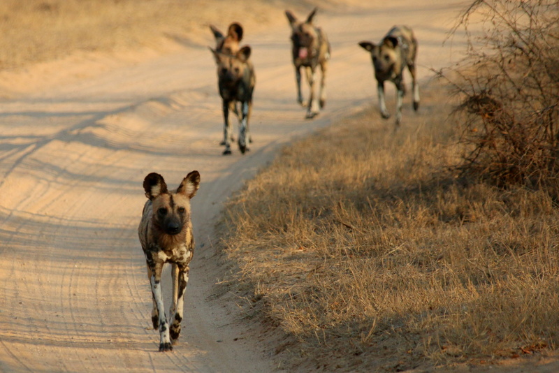 dog, two animals, carnivorous, species, national, africa, carnivore, african, road, domestic animals, full length, adventure, outdoors, nature, south, hunting