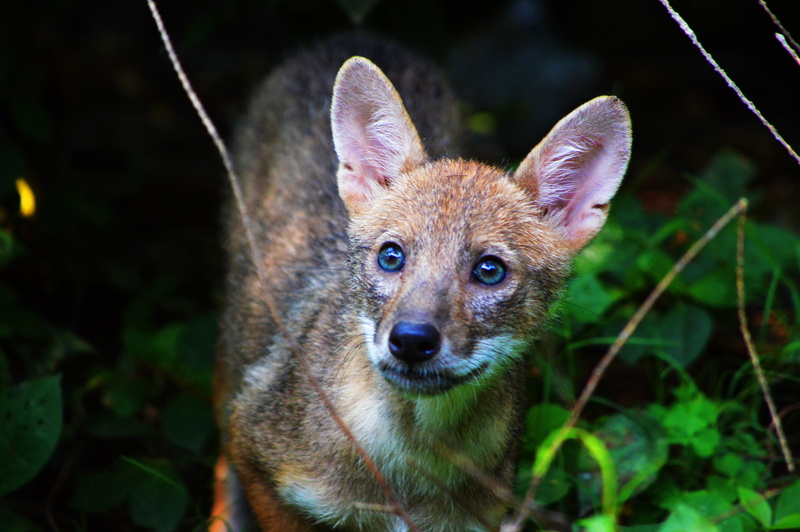 fox, indian jackal, animal wildlife, 5K, focus on foreground, no people, dog, nature, mammal, looking at camera, one animal, stealth, baby, canine, plant