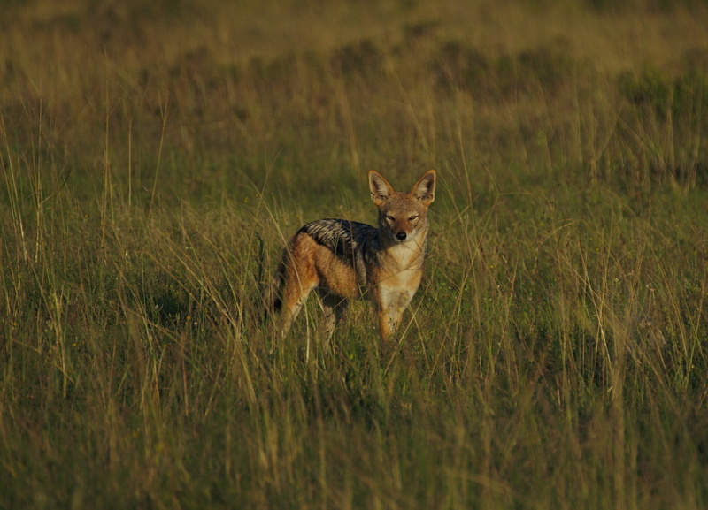 vertebrate, field, selective focus, no people, pilanesberg, jackal, 4K, animal wildlife, plant, national, one animal, morning, sun, grass, animals in the wild