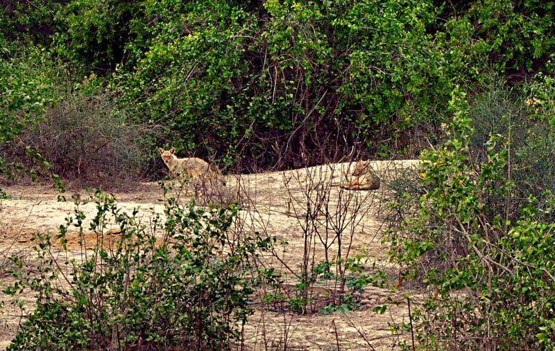 animals in the wild, nature, field, mammal, outdoors, animal wildlife, jungle safari, one animal, vertebrate, cat, full length, land, wildlife, safari