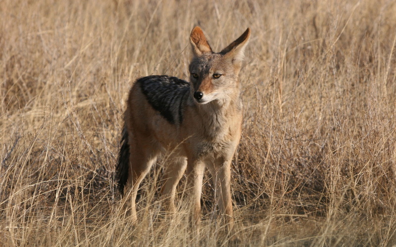 Jackal, 1080P, the dog family, grass