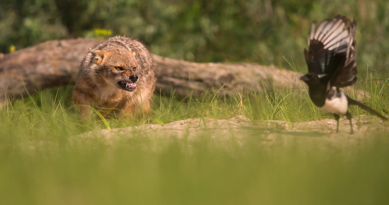bokeh, Jackal, forty, the situation, bird, 1080P
