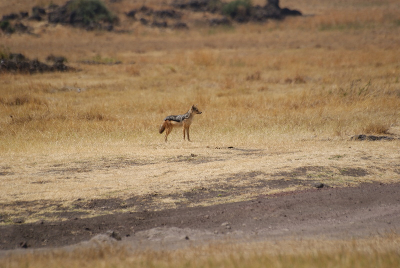 semi-arid, plant, ngorongoro, outdoors, environment, 4K, tanzania, animals in the wild, mammal, jackal, motion, running, land, vertebrate, nature, animal