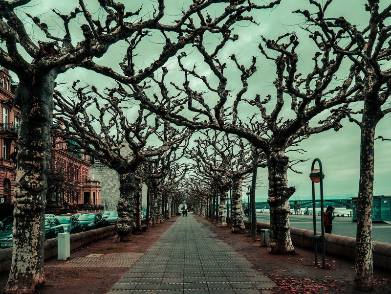 germany, sad, long, alternative, tree, treelined, lighting equipment, river, day, nature, water, rhine, outdoors, branch, dead, building exterior, street light