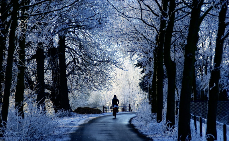 Amelisweerd, Blue, Frosty, Utrecht, change, walking, Europe, Sunshine, tree trunk, winter wonderland, Snow, White Trees, Photography, Beautiful, lifestyles