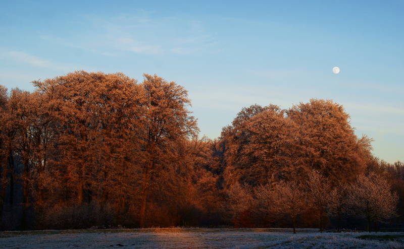 White, beauty in nature, Trees, brown, Frosty, tranquility, waterfront, Frost, Amelisweerd, Europe, Holland, change, Heaven On Earth, Beautiful, Frozen