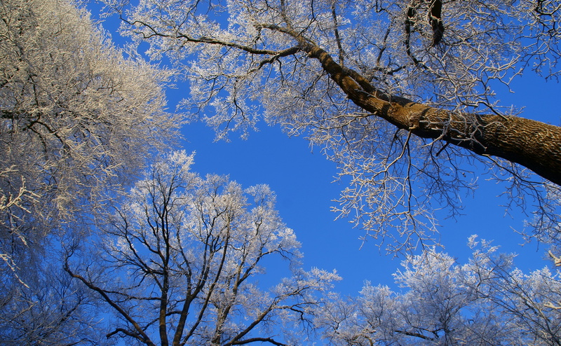 tranquility, day, clear sky, Holland, tree trunk, Seasons, Amazing, Blue, Scene, Scenery, Amelisweerd, Trees, Frost, low angle view, Peaceful, sunlight