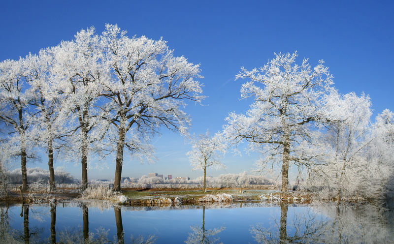 Scenery, willow tree, Winter, Frosty, scenics - nature, outdoors, River, Peaceful, tranquility, Photography, White, growth, White Trees, Beauty, Travel