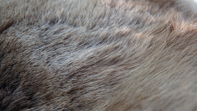 pets, mammal, animals in the wild, animal body part, nederland, no people, domestic animals, fur, 5K, canine, archeon, animal themes, animal eye, backgrounds