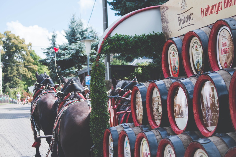 nature, men, tree, working animal, two, arch, barrel, herbivorous, domestic, plant, animal, mammal, parade, close, 5K, transportation, incidental people