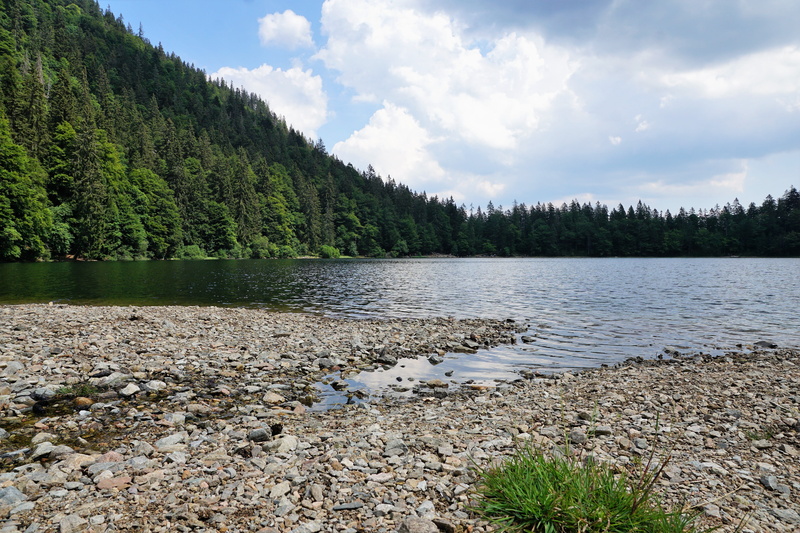 idyllic, feldberg, pine woodland, mountain, pine tree, away, beauty in nature, scenics - nature, water, box lake, cloud - sky, sky, plant, germany, no people