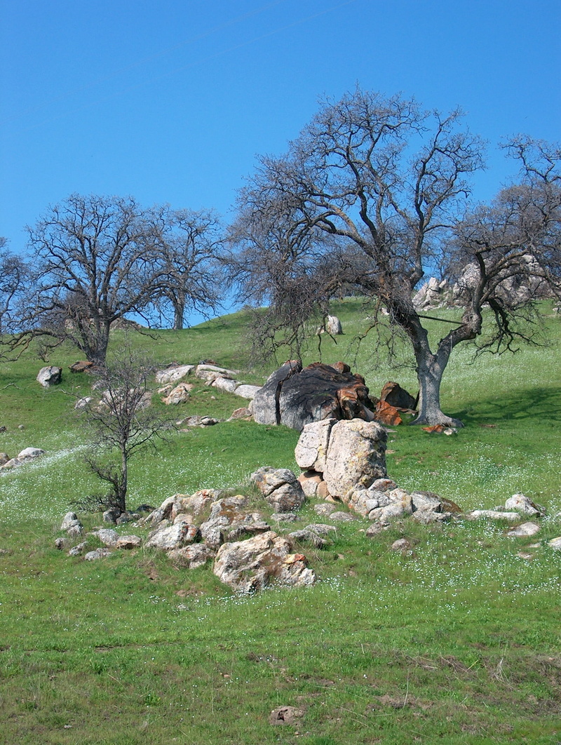 landscape, environment, tranquility, oak trees, grass, field, tranquil scene, rocks, dead plant, foothills, mammal, sky, non-urban scene, scenics - nature
