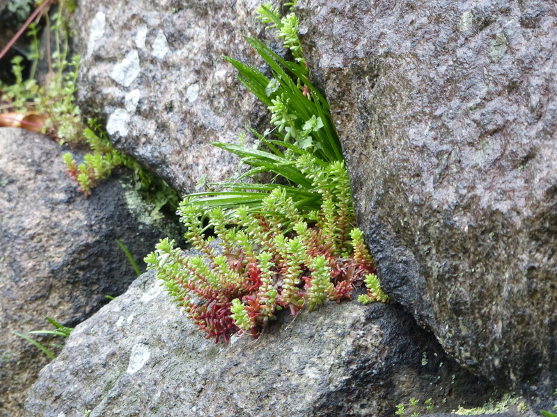 tropical, wall - building feature, close-up, environment, rock, 2K, flora, solid, tree trunk, nature, lichen, horizontal, day, osaka, asia, wood, fern