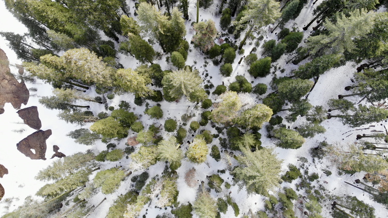 united states, 4K, forest, covering, tall, nature, outdoors, pond, tree, tranquility, bird, plant, flora, aerial view, oak, ground, eye, snow, coated