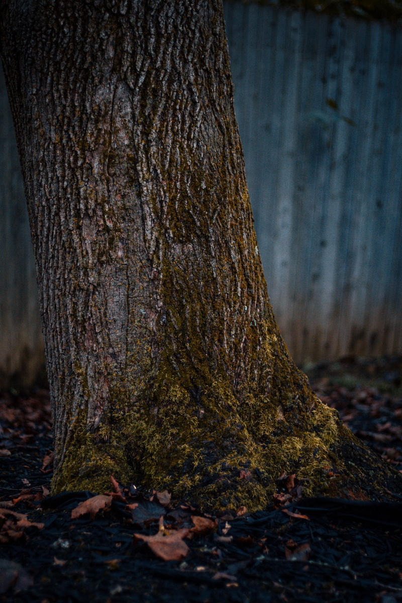 rough, bark, wood - material, nature, jungle, grey, forest, huber heights, oak, brown, focus on foreground, close-up, land, vegetation, tranquility, birch