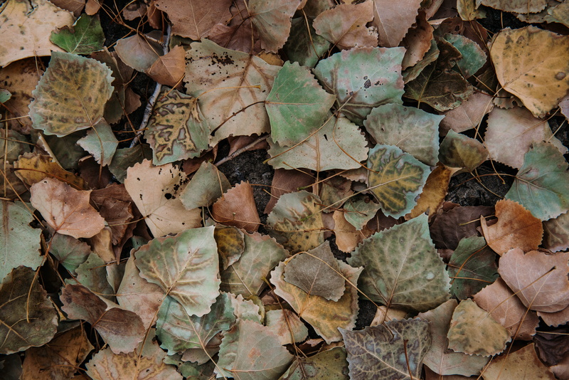 day, sidewalk, oak, pavement, tree, large group of objects, birch, leaves, nature, ivy, natural condition, flora, sycamore, rock, soil, close-up, plant part