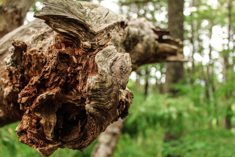 tree, agaric, wood, growth, chain saw, day, tree trunk, fungus, rock, wood - material, 5K, root, archaeology, rough, natural condition, land, tree stump