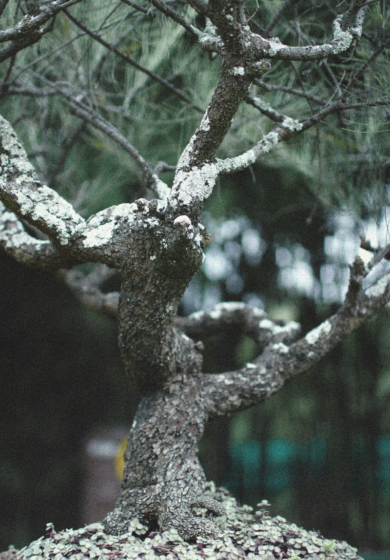 green, focus on foreground, shallow, photography, rock, tree trunk, bonsai, cold temperature, plant, growth, branch, nature, frost, snowing, blur, close-up