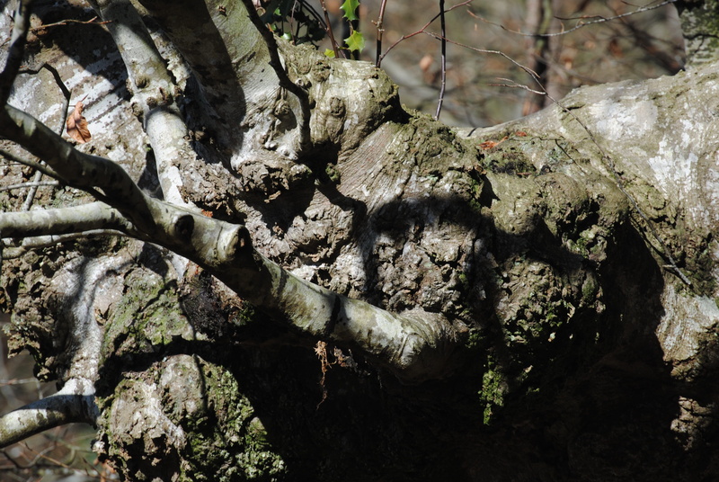 branch, plant, pattern, close-up, focus on foreground, lichen, beauty in nature, Oak, forest, no people, rock - object, oak leaves, textured, low angle view