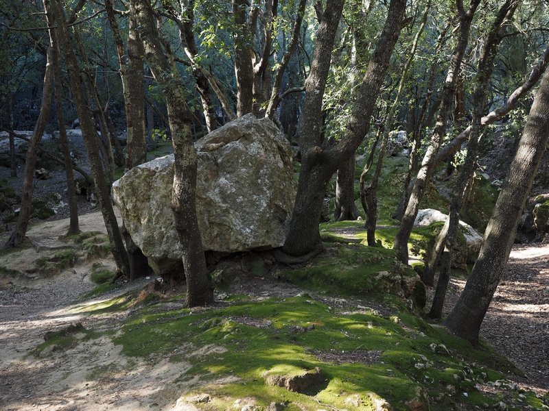 growth, no people, rock - object, trees, torrente de coanegra, orient, stone oak, haunting, tranquility, valley of orient, forest, outdoors, 4K, mallorca
