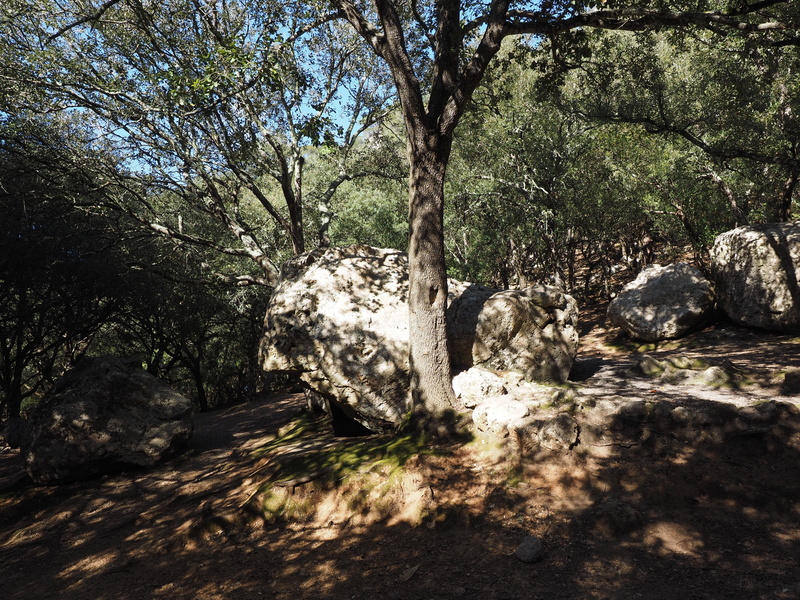tree, oak forest, tranquility, tree trunk, orient, limestones, plant, day, forest, trees, sunlight, 4K, mallorca, rock, karst landscape, woodland, stone oak