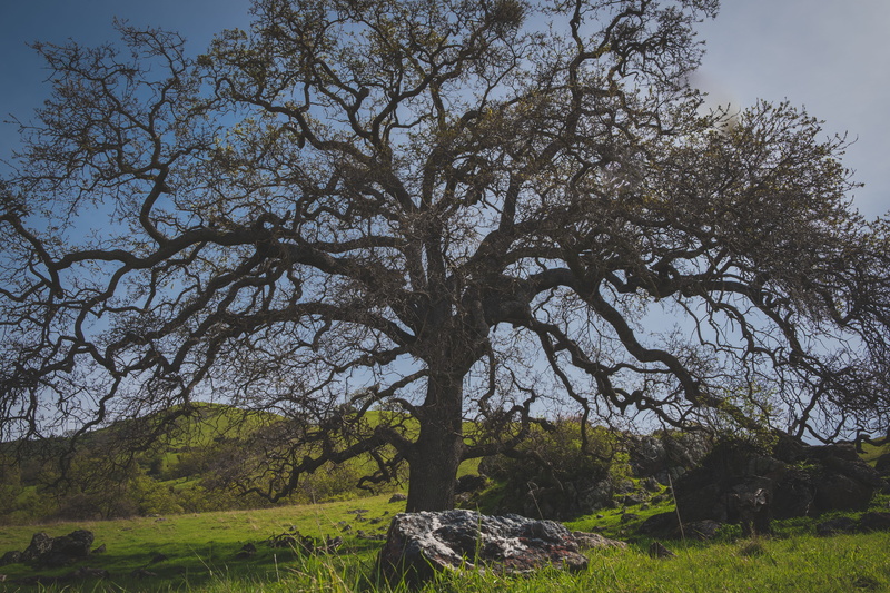 outdoors, beauty in nature, growth, landscape, sunol, plant, tree, sunol wilderness, branch, trunk, land, scenics - nature, tree trunk, usa, non-urban scene