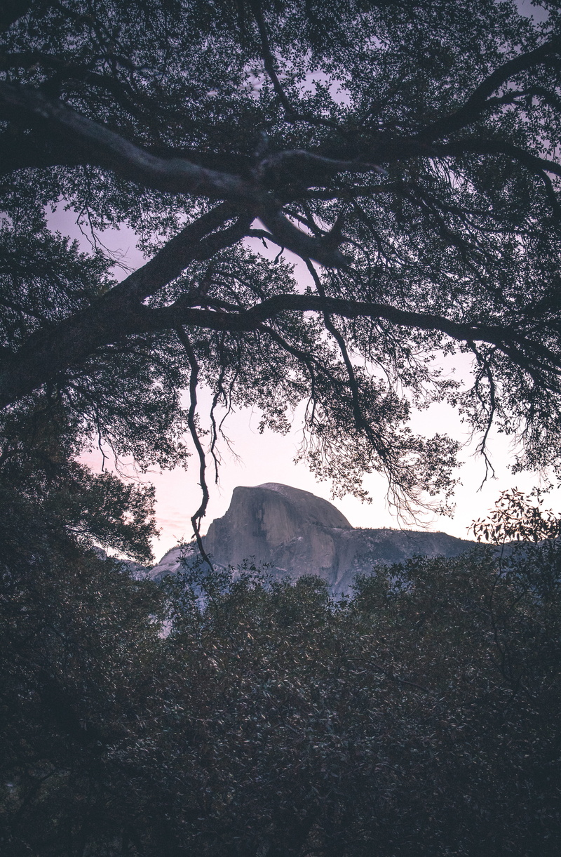 4K, jungle, land, low angle view, outdoors, no people, bush, tree canopy, scenics - nature, rock, sky, green, countryside, day, vegetation, tree trunk