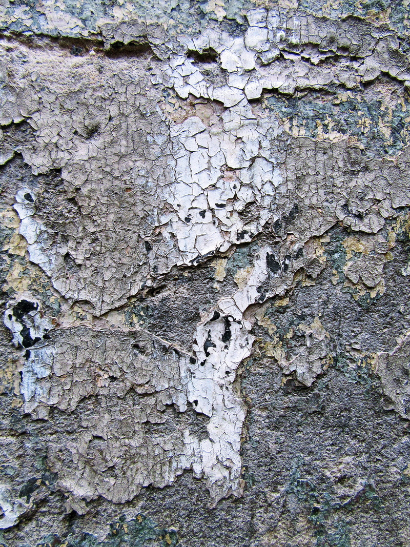 ruined, concrete, tree, trunk, animal, wall, ground, texture, wall - building feature, plant bark, abies, leaf, sycamore, day, 2K, pattern, birch, built structure