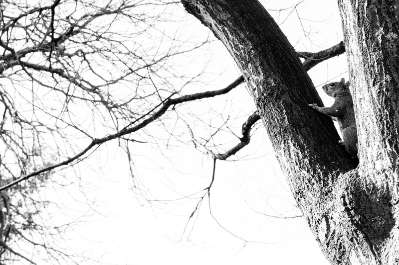 tree, sky, wildlife, tree trunk, snake, oak, bear, reptile, outdoors, new haven, trunk, bare tree, branch, snow, accipiter, silhouette, bird, flicker bird