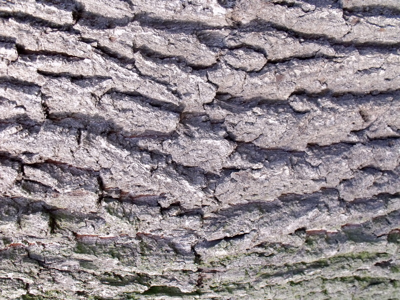 full frame, textured, rock - object, tribe, outdoors, rock formation, Wood, wall - building feature, backgrounds, bark, day, log, tree, woodworking, stone wall
