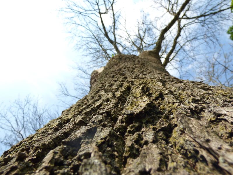 snow, log, rock - Object, Wood, no People, tree, tribe, bark, sky, outdoors, plant, tree trunk, tranquility, day, rough, forest, growth, bare tree, beauty in nature
