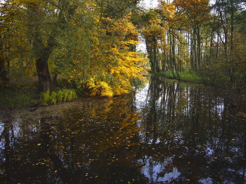 plant, waterfront, golden autumn, leaf, day, scenics, leaves, woodland, reflection, autumn, scenics - nature, fall foliage, forest, land, non-urban scene