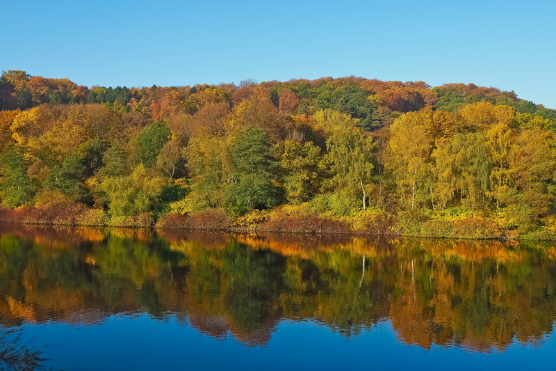 non-urban scene, tranquil scene, bright, tranquility, nature, autumn mood, colorful, farbenspiel, leaves, reflection, leafed, beauty in nature, pine woodland