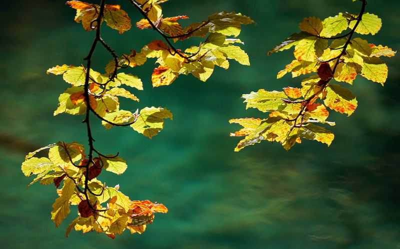 outdoors, no people, green, yellow, focus on foreground, coloring, tree, maple leaf, tranquility, turquoise, land, autumn, macro, nature, environment, day