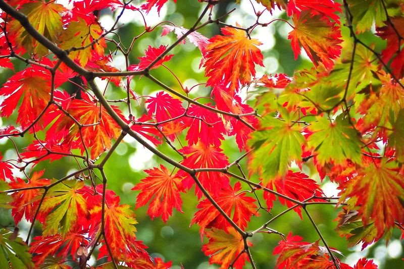 fall color, nature, no people, leaves, growth, tree, plant, leafed, outdoors, bright, color, plant part, leaf, red, golden october, green, 4K, fall foliage