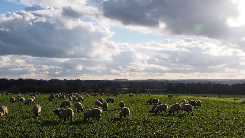 wiltshire, grass, livestock, environment, land, nature, clouds, cloud - sky, group of animals, 4K, pasture, sheep, flock of sheep, herbivorous, sky, animal