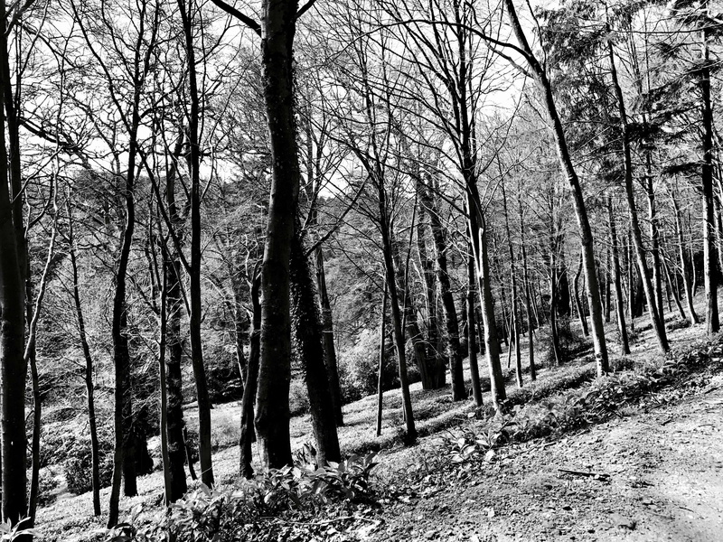 day, trunk, stourhead estate, trees, bare tree, land, landscape, no people, scenics - nature, outdoors, plant, wiltshire, non-urban scene, tree, forest