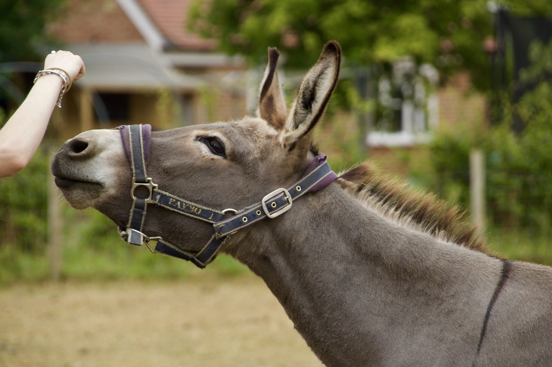 vase, animal head, outdoors, day, pets, donkey, farm, arm, mule, wiltshire, profile view, 5K, focus on foreground, no people, side view, potted plant
