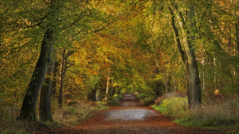autumn, road, Wiltshire, 1080P, Savernake Forest, England, forest, trees