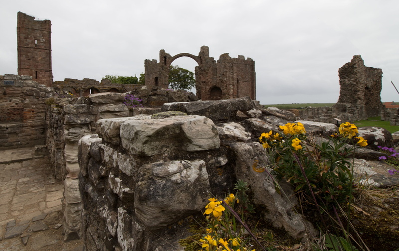 priory, flower, travel, england, causeway, outdoors, historical, nature, church, monastery, religion, place of worship, historic, architecture, lindisfarne