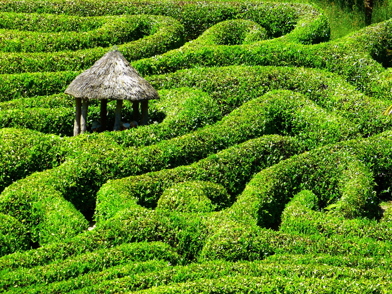 cornwall, green Color, white, park, hedge, 4K, tea Crop, no people, day, nature, lush foliage, garden, land, plant, labyrinth, beauty in nature, tree