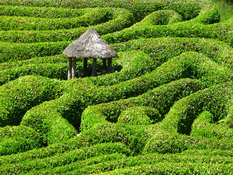 green, formal garden, beauty in nature, tree, field, bush, green color, foliage, plant, cornwall, hedge, outdoors, leafy, lush foliage, ornamental garden