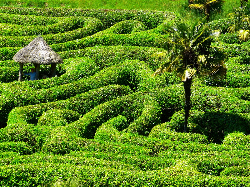 land, hedge, tranquility, no people, united kingdom, lush foliage, labyrinth, garden, high angle view, cornwall, field, tree, plants, maze, landscape, day